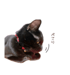 黒猫のcoco（個別スタンプ：20）