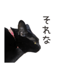 黒猫のcoco（個別スタンプ：24）