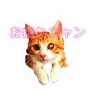 心ペッタン（個別スタンプ：1）
