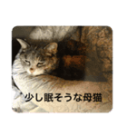かわいい我が家のネコ達（個別スタンプ：1）