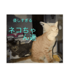 かわいい我が家のネコ達（個別スタンプ：3）