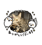 かわいい我が家のネコ達（個別スタンプ：4）