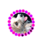 愛犬テンくんのスタンプ4（個別スタンプ：1）