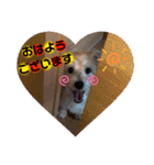 愛犬テンくんのスタンプ4（個別スタンプ：4）