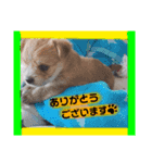 愛犬テンくんのスタンプ4（個別スタンプ：5）