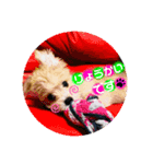 愛犬テンくんのスタンプ4（個別スタンプ：6）