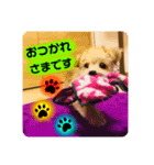 愛犬テンくんのスタンプ4（個別スタンプ：7）