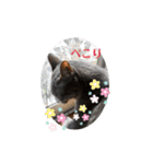 ニコ＆ナナ 2（個別スタンプ：18）