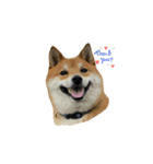 柴犬・銀ちゃん（個別スタンプ：1）