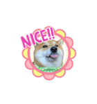 柴犬・銀ちゃん（個別スタンプ：2）