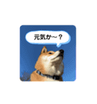 柴犬・銀ちゃん（個別スタンプ：3）