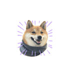 柴犬・銀ちゃん（個別スタンプ：4）