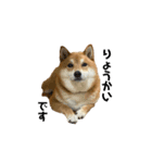 柴犬・銀ちゃん（個別スタンプ：5）
