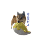 柴犬・銀ちゃん（個別スタンプ：6）