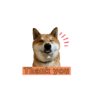 柴犬・銀ちゃん（個別スタンプ：7）