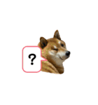 柴犬・銀ちゃん（個別スタンプ：8）