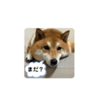 柴犬・銀ちゃん（個別スタンプ：9）