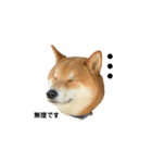 柴犬・銀ちゃん（個別スタンプ：10）