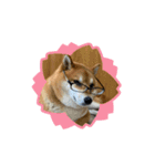 柴犬・銀ちゃん（個別スタンプ：11）