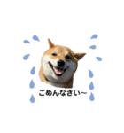柴犬・銀ちゃん（個別スタンプ：12）