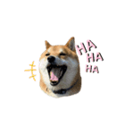 柴犬・銀ちゃん（個別スタンプ：13）
