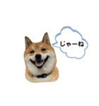 柴犬・銀ちゃん（個別スタンプ：15）