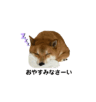 柴犬・銀ちゃん（個別スタンプ：16）