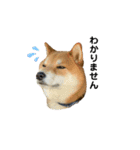 柴犬・銀ちゃん（個別スタンプ：17）
