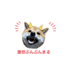 柴犬・銀ちゃん（個別スタンプ：18）