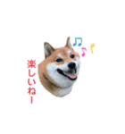 柴犬・銀ちゃん（個別スタンプ：19）
