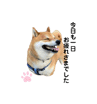 柴犬・銀ちゃん（個別スタンプ：20）