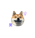 柴犬・銀ちゃん（個別スタンプ：21）