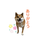 柴犬・銀ちゃん（個別スタンプ：24）