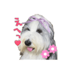 めいまつ（個別スタンプ：1）