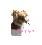 わがやのワンちゃん チップ！（個別スタンプ：3）