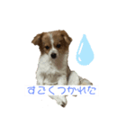 わがやのワンちゃん チップ！（個別スタンプ：4）