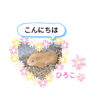 ひろこ うさハム（個別スタンプ：1）