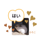 ひろこ うさハム（個別スタンプ：5）