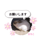 ひろこ うさハム（個別スタンプ：7）