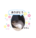 ひろこ うさハム（個別スタンプ：12）
