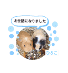 ひろこ うさハム（個別スタンプ：13）