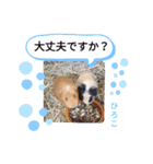 ひろこ うさハム（個別スタンプ：17）