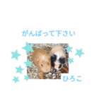 ひろこ うさハム（個別スタンプ：20）