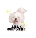 しらたみちざね（個別スタンプ：1）