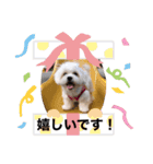 しらたみちざね（個別スタンプ：2）