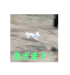 しらたみちざね（個別スタンプ：3）