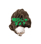 しらたみちざね（個別スタンプ：5）