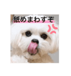 しらたみちざね（個別スタンプ：6）