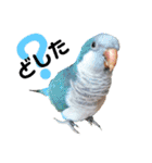 オキナインコのらむちゃんと仲間達（個別スタンプ：1）