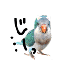 オキナインコのらむちゃんと仲間達（個別スタンプ：4）